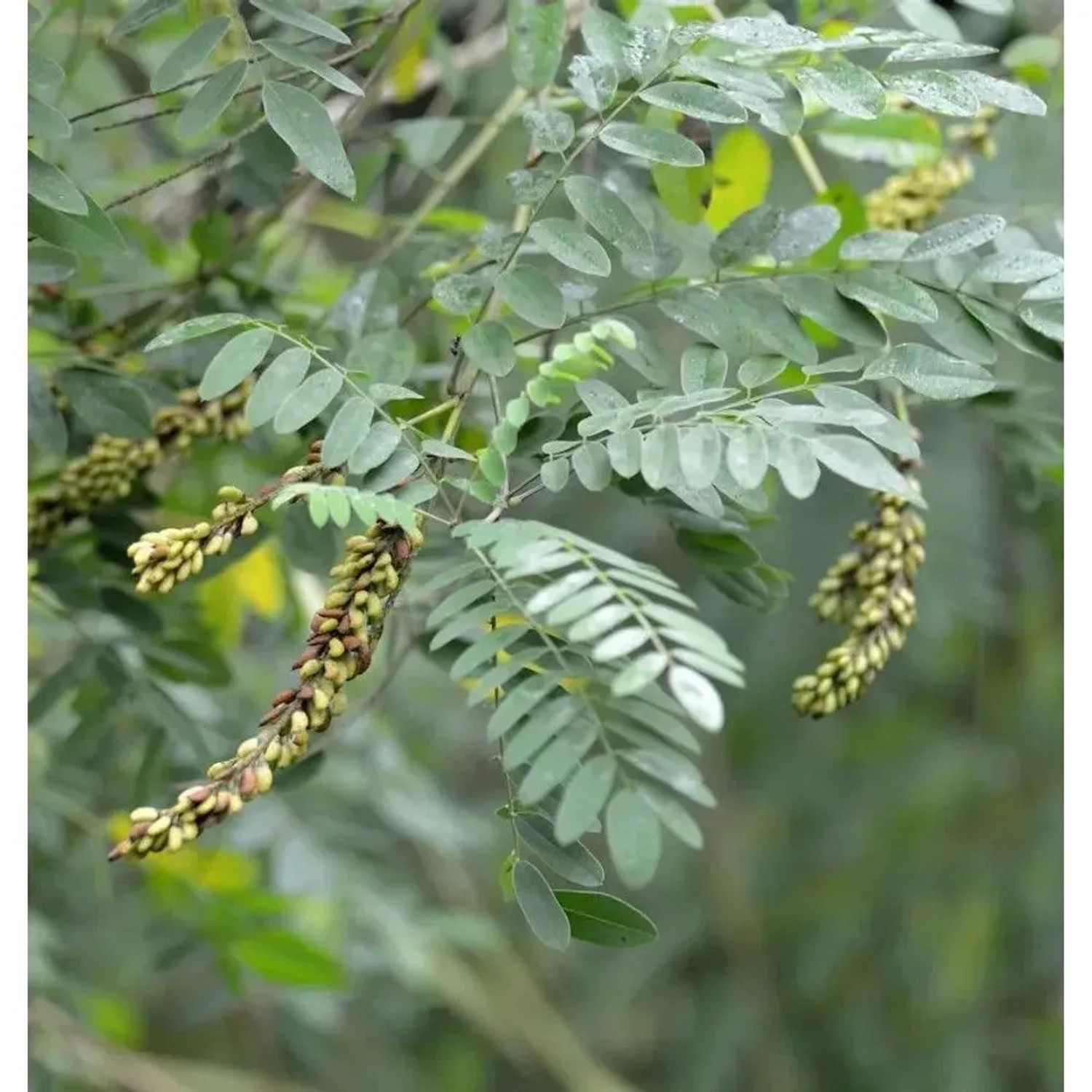 Bleibusch - Amorpha canescens