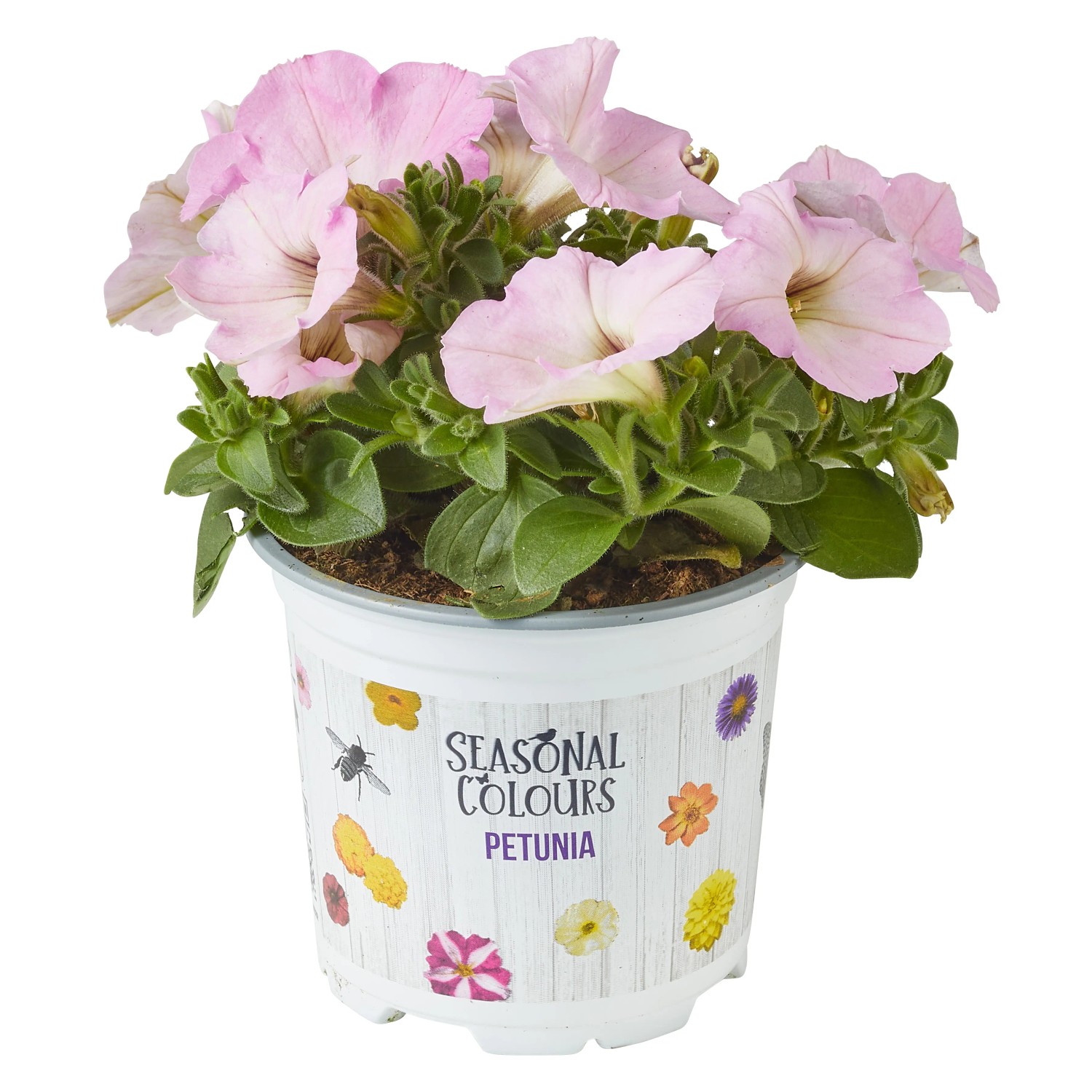 Rosa Petunie im Topf (ca. 10,5 cm Ø). Hängepflanze für Balkon und Terrasse.