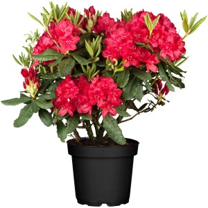 Roter Rhododendron Nova Zembla im Topf, ca. 30-40 cm hoch. Blühende Gartenpflanze.