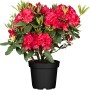 Roter Rhododendron Nova Zembla im Topf, ca. 30-40 cm hoch. Blühende Gartenpflanze.