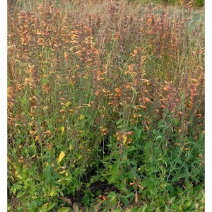 Duftnessel 'Sunset Tango' (Agastache aurantiaca) mit orangefarbenen Blüten im Beet.