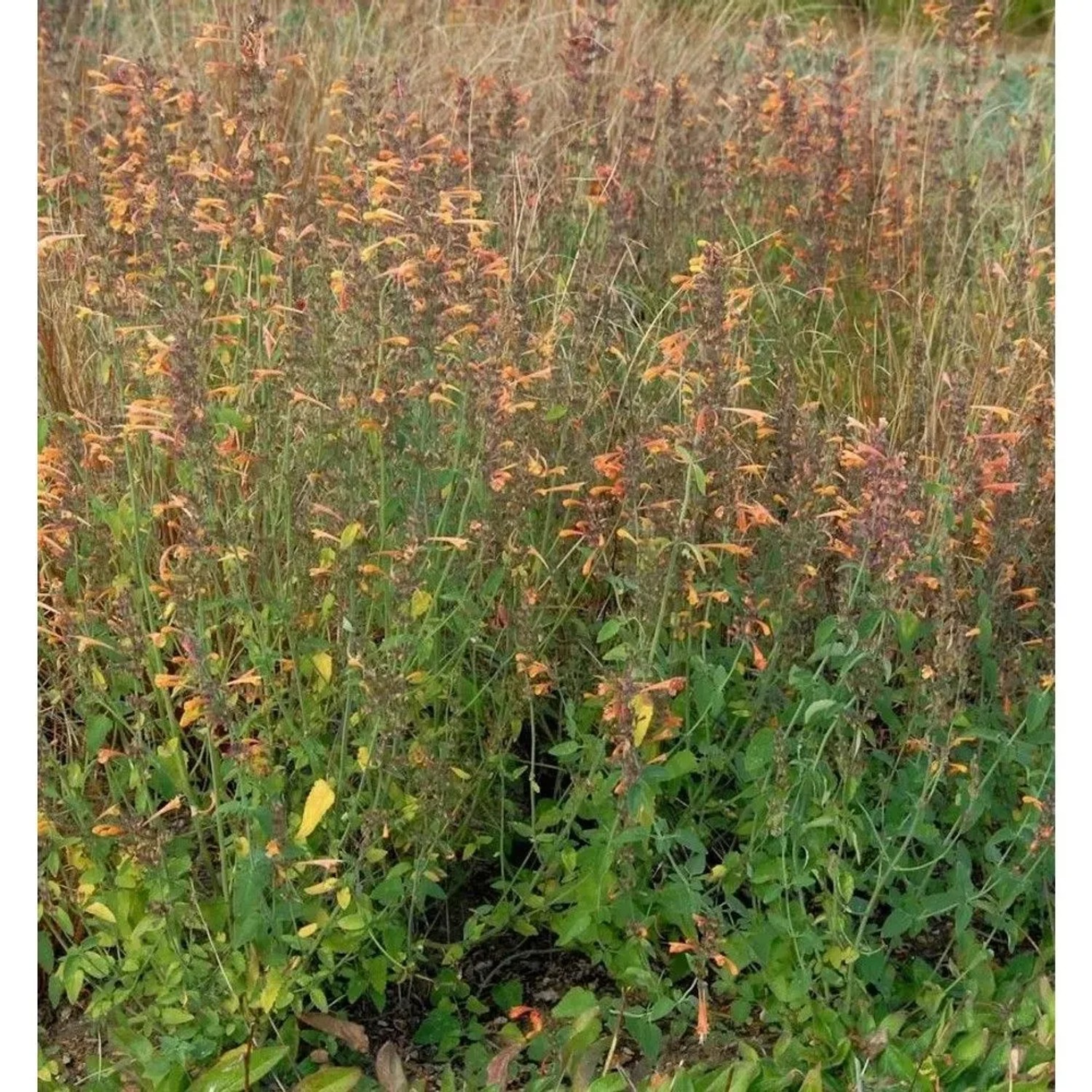 Duftnessel Sunset Tango - Agastache aurantiaca