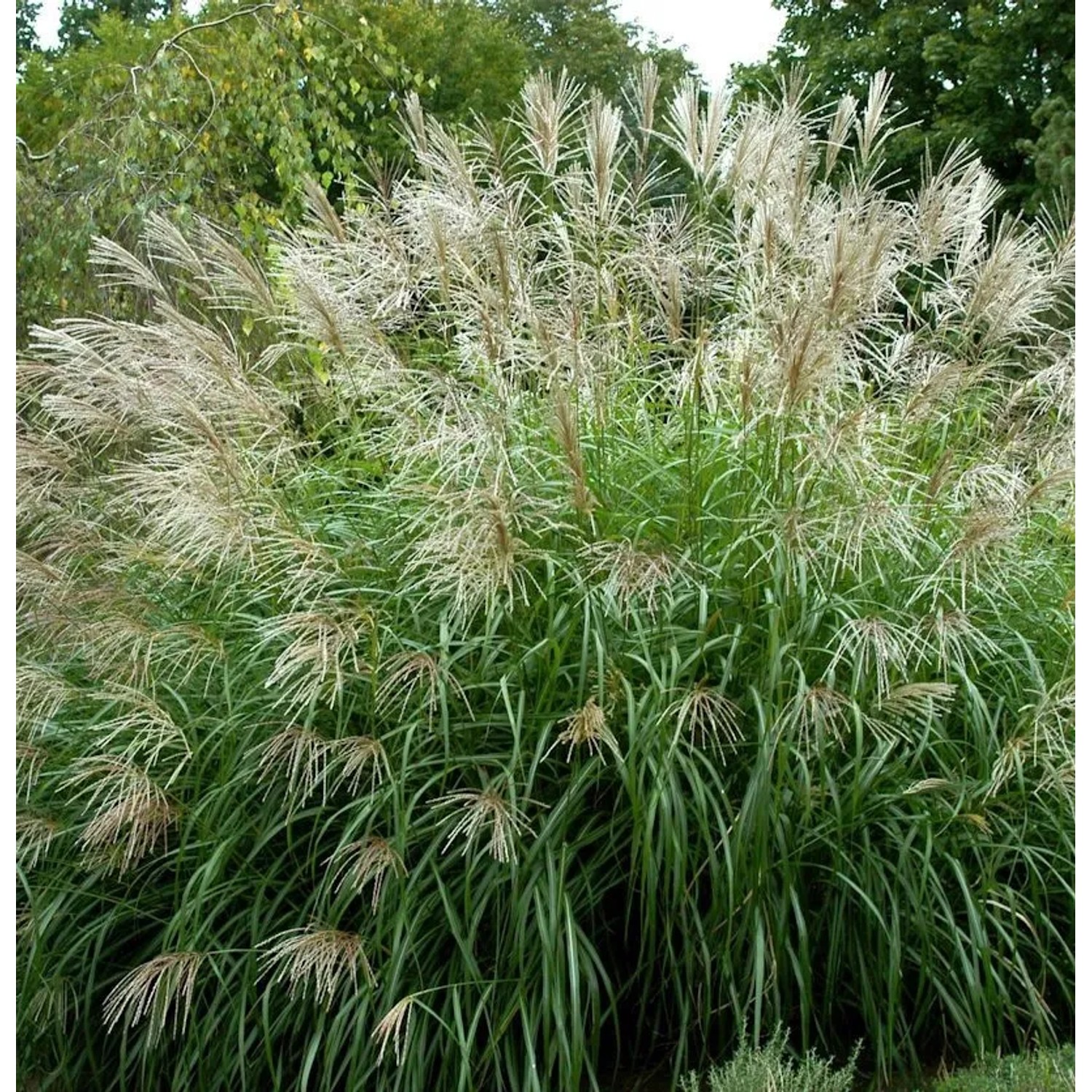 Chinaschilf Sarabande - Miscanthus sinensis