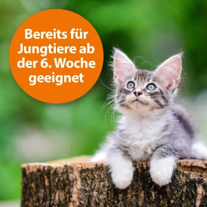Junges Kätzchen, geeignet ab der 6. Woche, für Ardap Zecken- und Flohpuder.