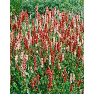 Bistorta Affinis Dimity: Teppich-Knöterich mit rosa Blüten im 9x9 cm Topf.