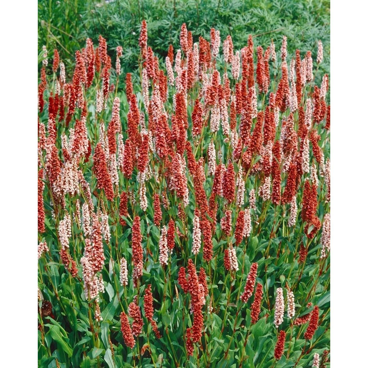 Bistorta Affinis Dimity Teppich-Knöterich Rosa Blüten Ca. 9x9 cm Topf günstig online kaufen