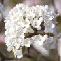 Nahaufnahme des rosa-weißen Duft-Schneeballs 'Viburnum Carlesii Aurora' mit weißen Blüten.
