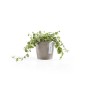 Ecopots Amsterdam Mini Pflanztopf in Taupe, 10,5x9cm, mit grüner Pflanze.