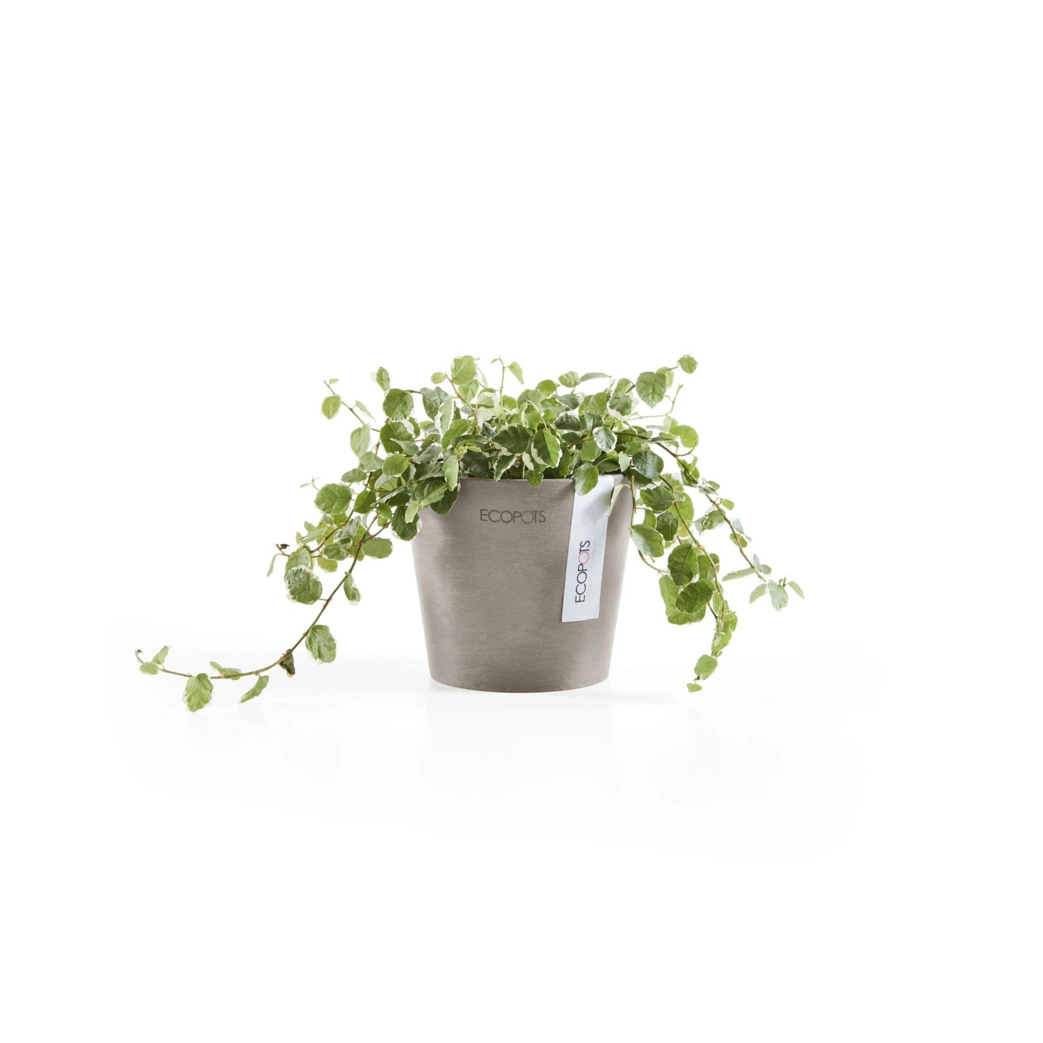Ecopots Amsterdam Mini Pflanztopf in Taupe, 10,5x9cm, mit grüner Pflanze.