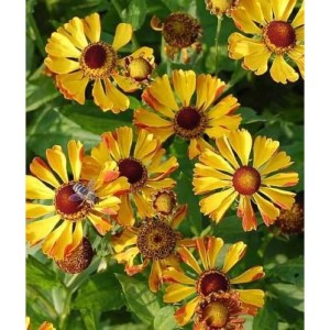 Sonnenbraut 'Rauchtopas': Gelb-orange Blüten mit dunkler Mitte, Stauden im Garten.