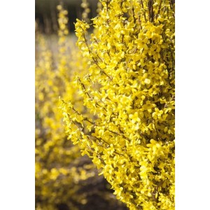Nahaufnahme der leuchtend gelben Blüten einer Forsythie Goldrausch. Strauch im Frühling.