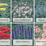 Themenset Blüten- & Farbenmeer: 18 Stauden im Set mit Achillea, Gaura, Nepeta, Phlox, Salvia und Alcea.