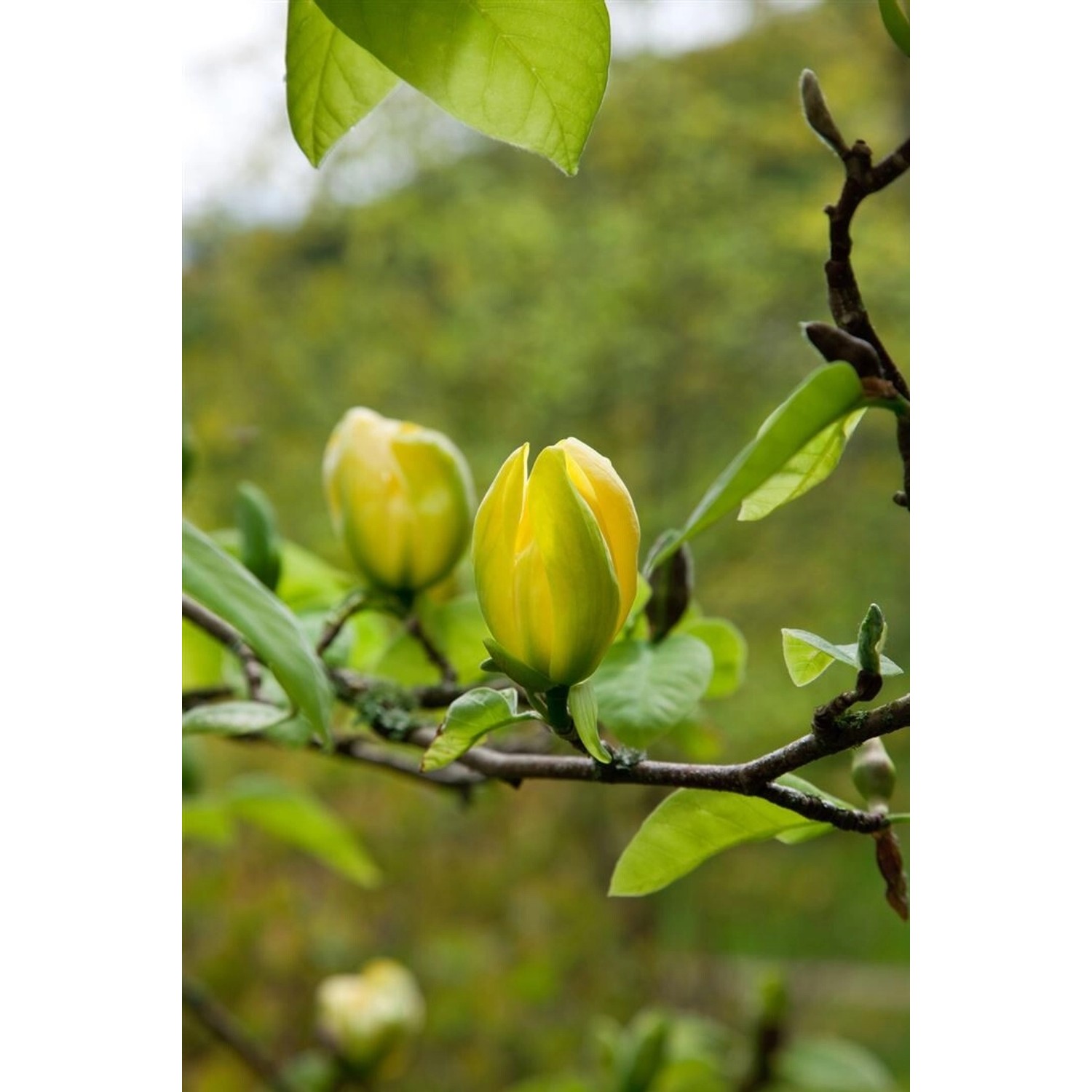 Magnolia 'Green Bee' Magnolie 40-60 cm günstig online kaufen