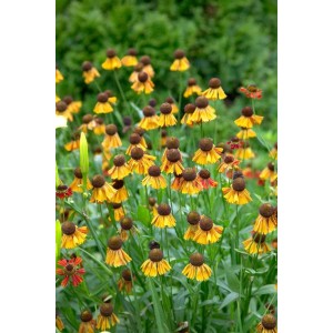 Sonnenbraut 'Helena' mit gelben Blüten und brauner Mitte im Beet, Stauden für sonnige Standorte.