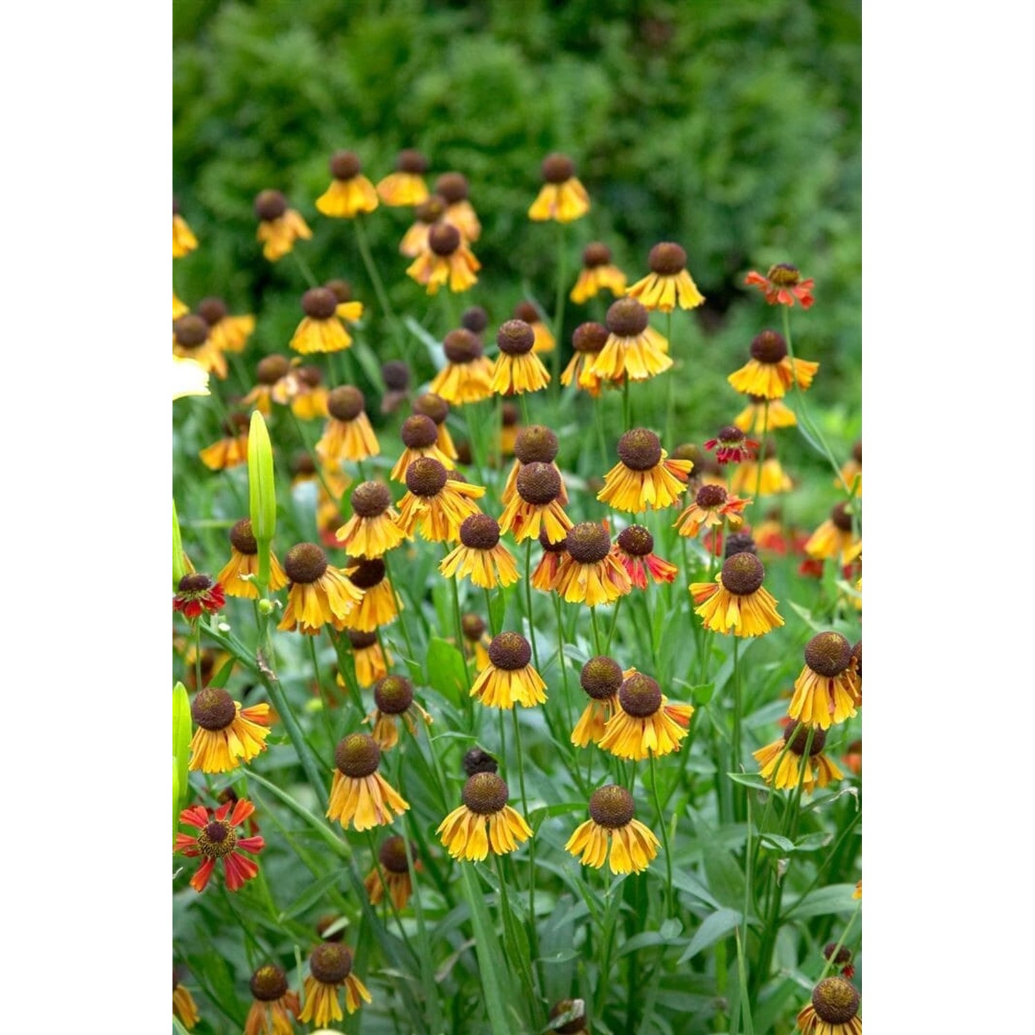 Helenium X Cult. Helena Sonnenbraut Ca. 11x11 cm Topf günstig online kaufen