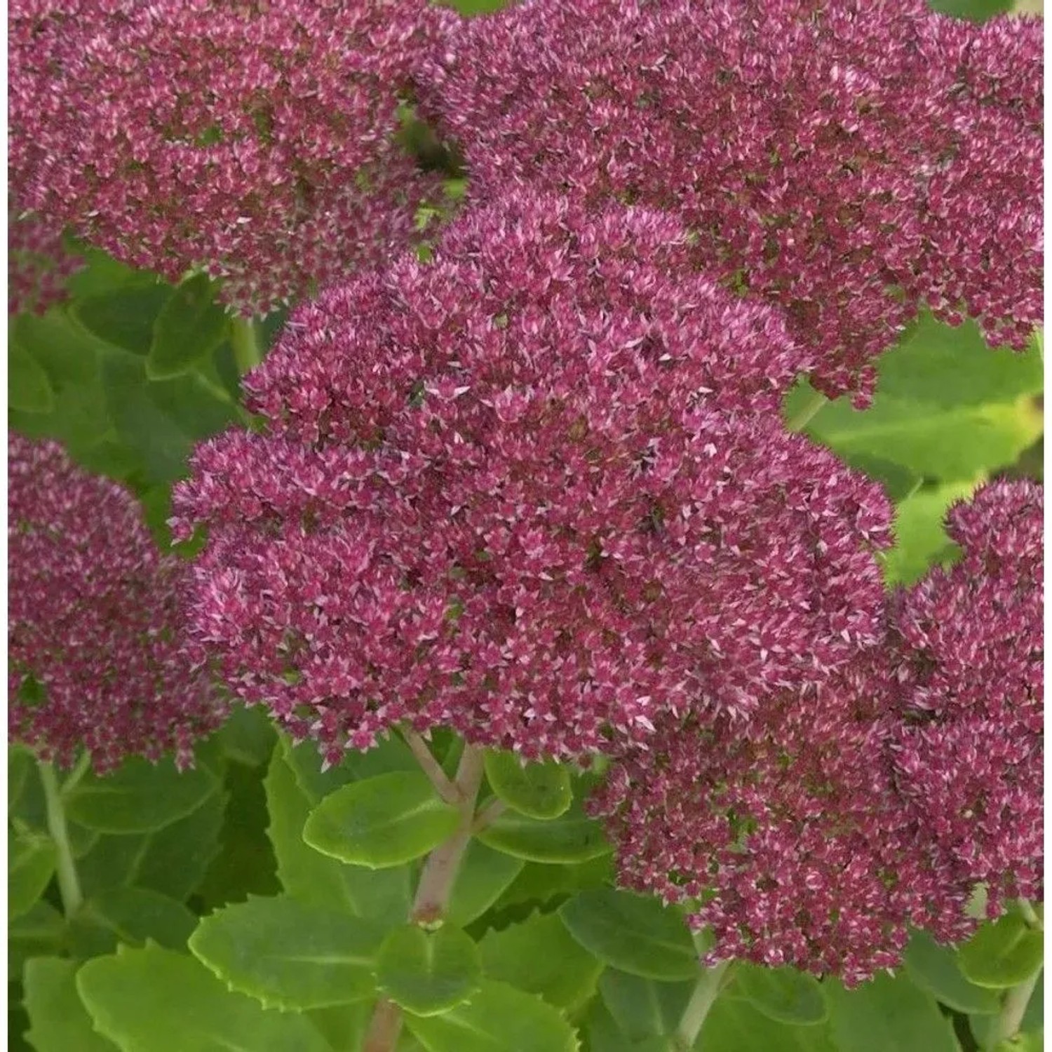 Prächtige Fetthenne Septemberglut - Sedum spectabile