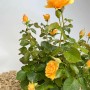 Beetrose Amber Queen im Topf mit orange-gelben Blüten und grünen Blättern.