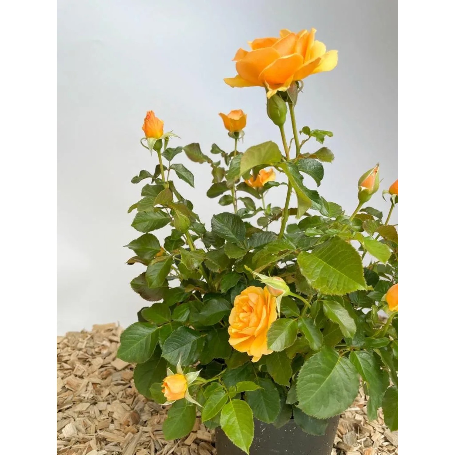 Beetrose Amber Queen im Topf mit orange-gelben Blüten und grünen Blättern.