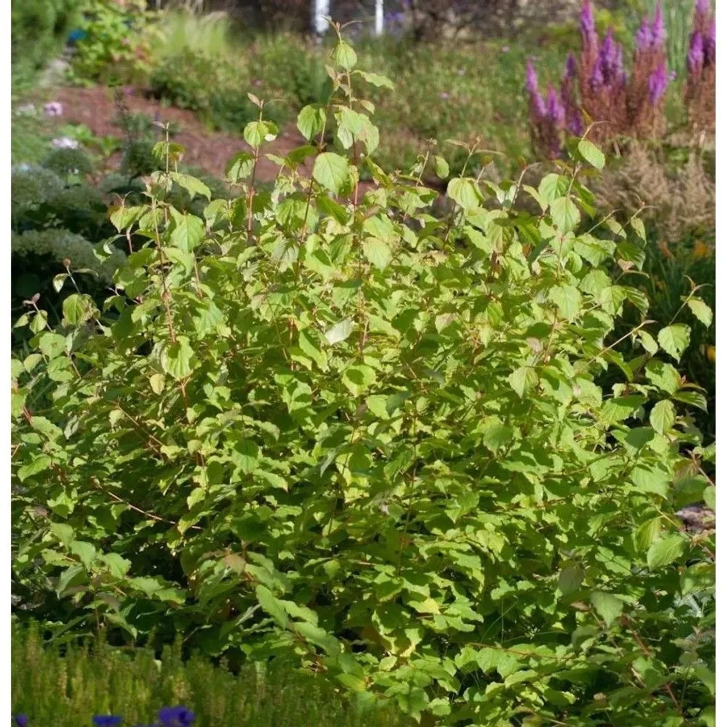 Hartriegel Wintersun 30-40m - Cornus alba