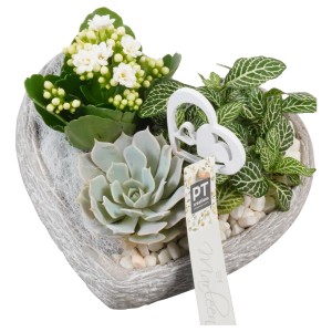 Zimmerpflanzen-Arrangement im Herz-Topf mit Kalanchoe, Echeverie und Fittonie.