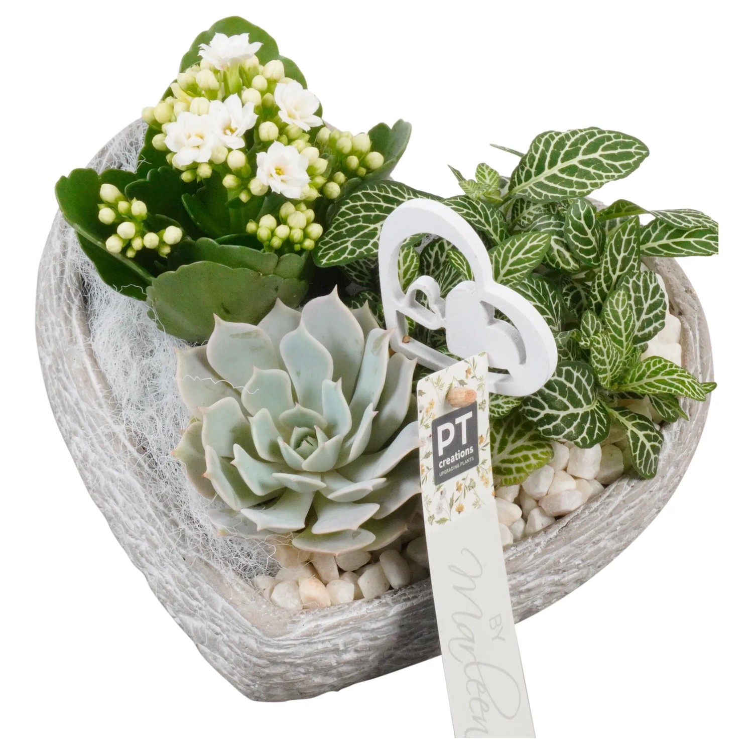 Zimmerpflanzen Set Beton Herz Topf 18 cm kaufen bei OBI