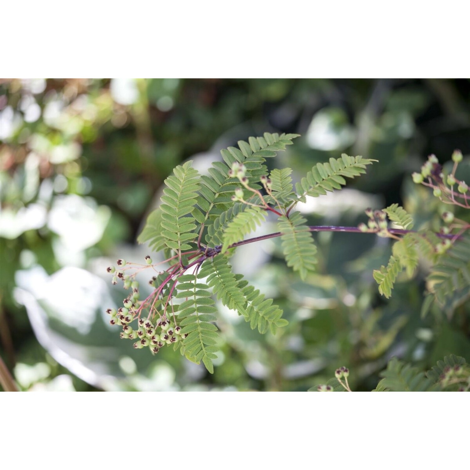Sorbus Koehneana Schnee-Eberesche Weiße Beeren 100–125 cm günstig online kaufen