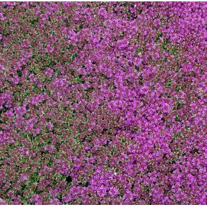 Blühender Zitronenquendel Creeping Red (Thymus praecox) als Bodendecker im Garten.