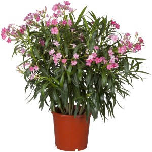 Rosa Oleander im Topf (ca. 17 cm Ø) von GROW by OBI. Blühende Kübelpflanze mit mediterranem Flair.