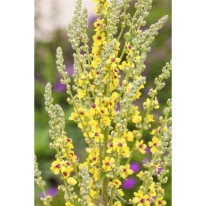 Blühende Schwarze Königskerze (Verbascum Nigrum) im 9x9 cm Topf, gelbe Blüten.