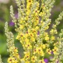 Blühende Schwarze Königskerze (Verbascum Nigrum) im 9x9 cm Topf, gelbe Blüten.