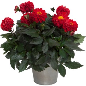 Dahlie 'GROW by OBI' im Topf, rote Blüten, ca. 28 cm hoch.