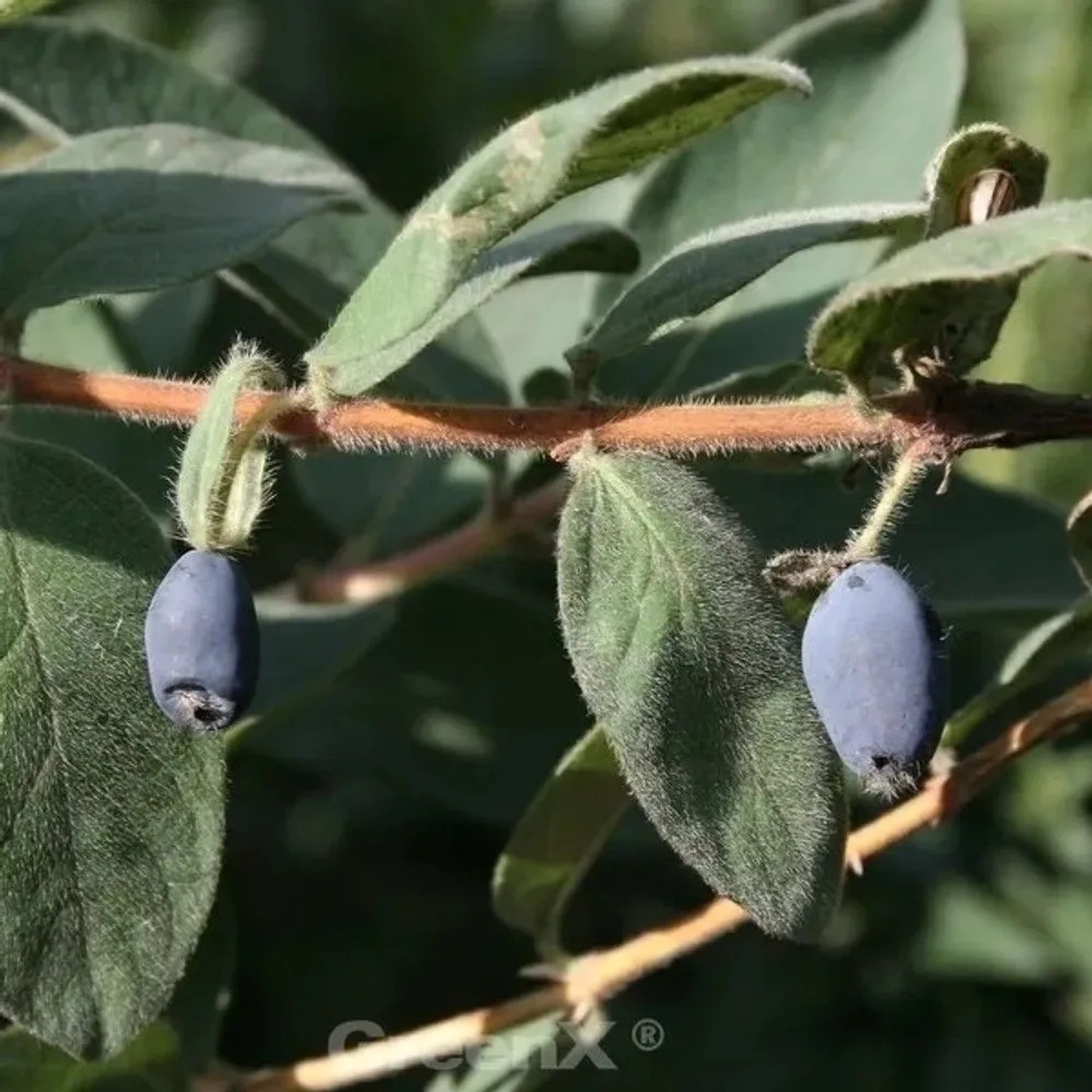 Heckenkirsche MyBerry Blue Velvet 25-30cm - Lonicera kamtschatica