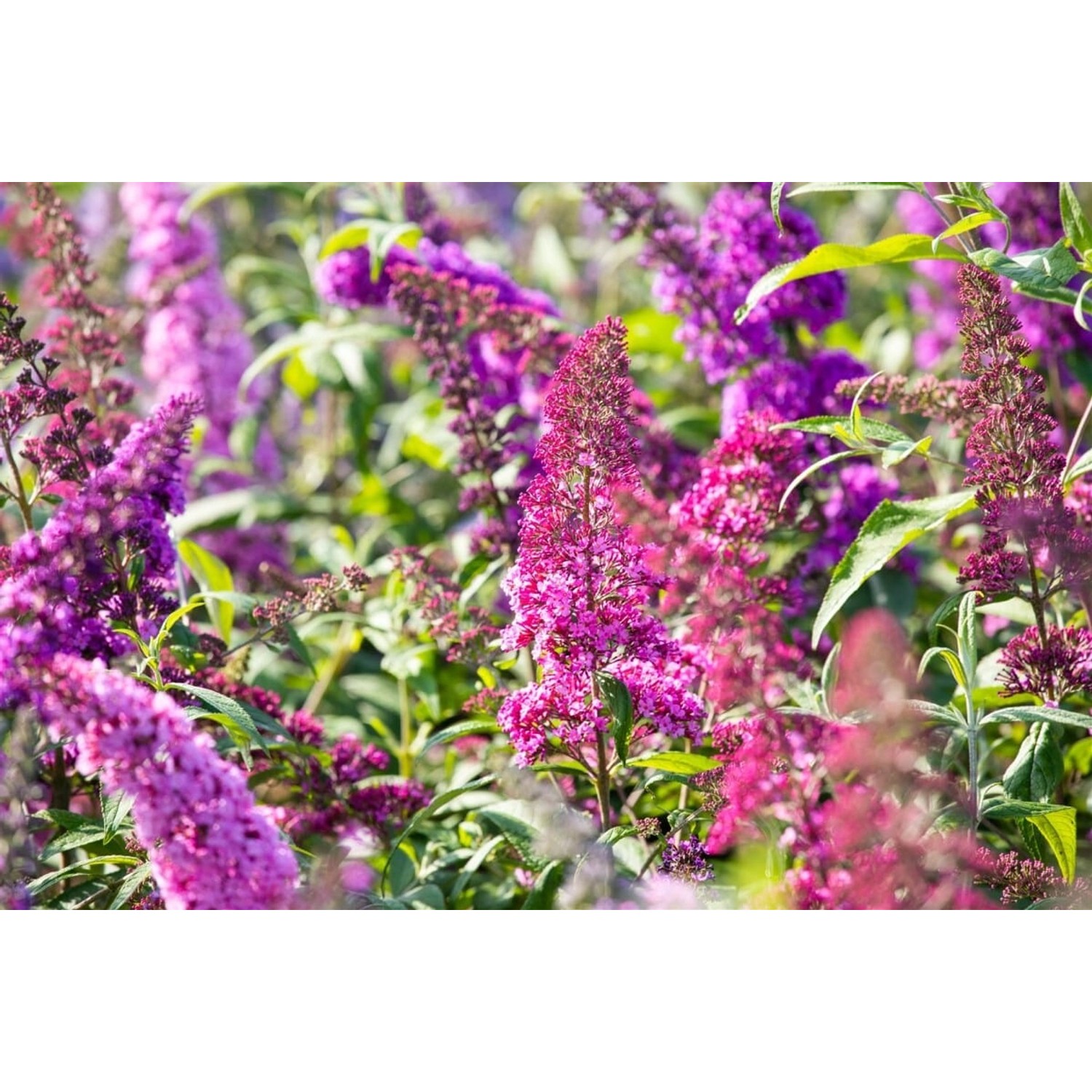 Buddleja Davidii Schmetterlingsstrauch Royal Red 125-150 cm günstig online kaufen
