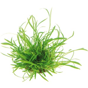 Dennerle Aquariumpflanze Lilaeopsis Brasiliensis, grüne Vordergrundpflanze für Aquarien.