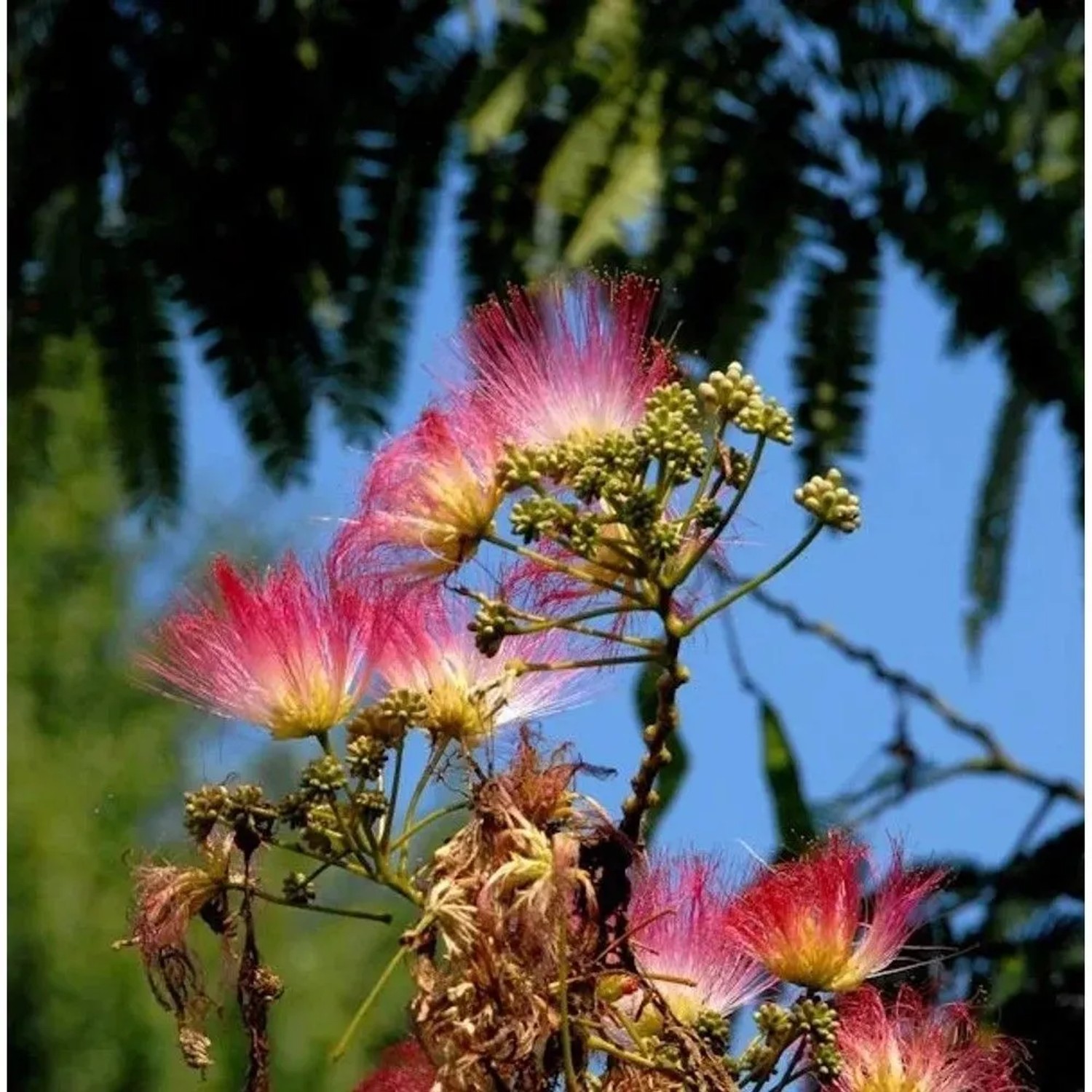 Hochstamm Seidenakazie Evis Pride - Schlafbaum 80-100cm - Albizia julibrissin