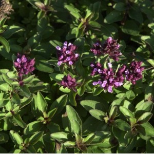 Blühender Oregano (Origanum laevigatum) mit violetten Blüten im Detail.