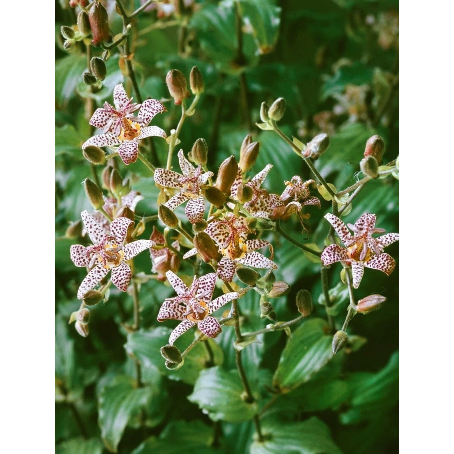 Tricyrtis Formosana Dark Beauty Taiwan Orchidee Ca. 9x9 cm Topf günstig online kaufen