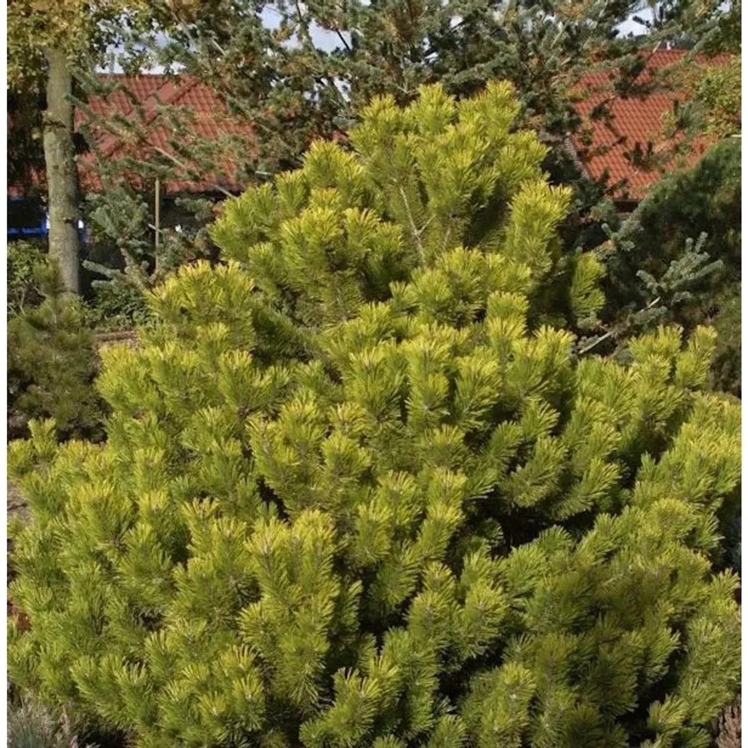 Berg Kiefer Winter Gold 30-40cm - Pinus mugo Winter Gold