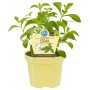 Blu Bio-Süßkraut Stevia im Topf, eine Küchenkräuter-Pflanze mit grünen Blättern.