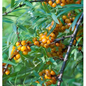 Sanddorn-Strauch (Hippophae rhamnoides) mit orangefarbenen Beeren und grünen Blättern.