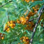 Sanddorn-Strauch (Hippophae rhamnoides) mit orangefarbenen Beeren und grünen Blättern.