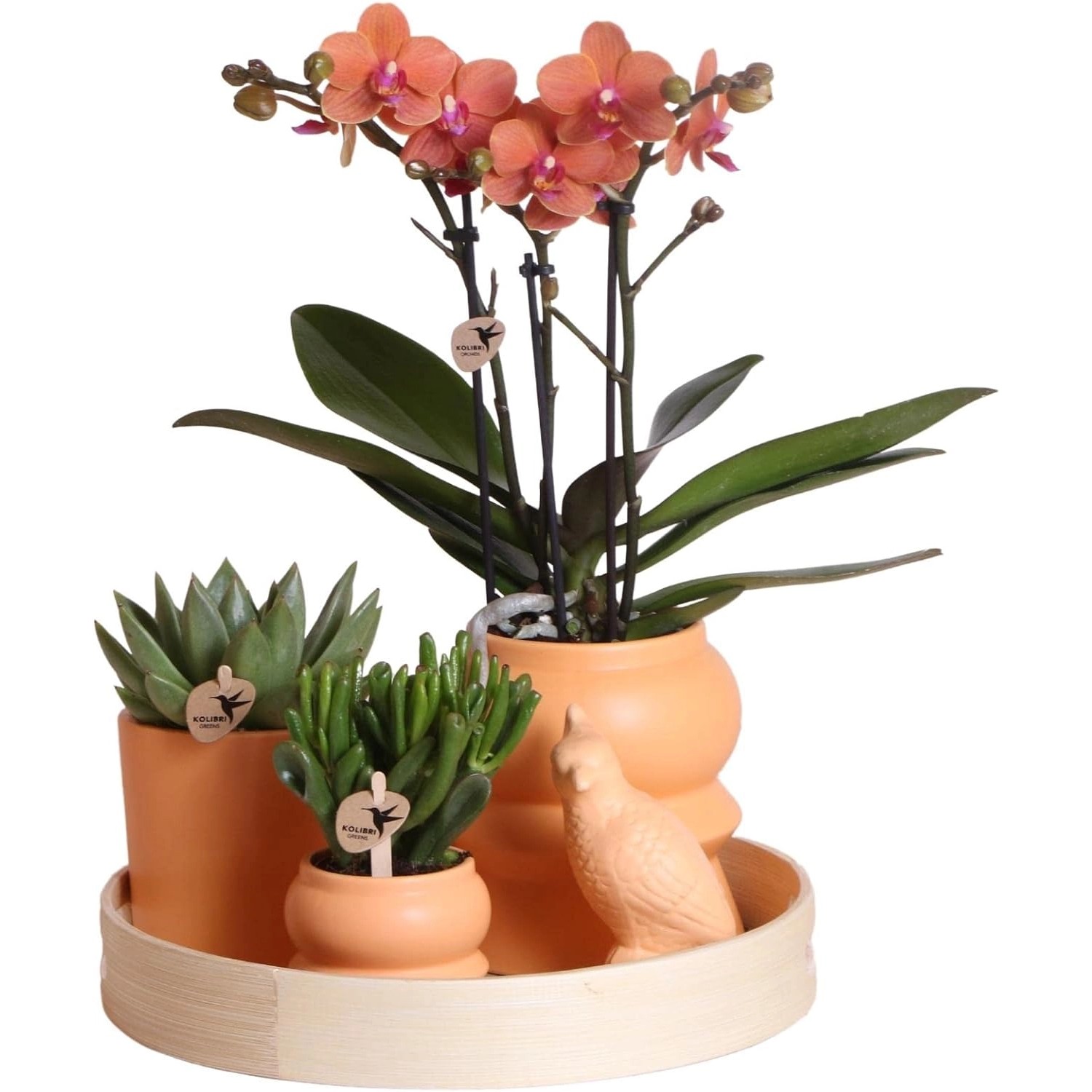 Kolibri Pflanzenset Optimismus Pfirsich Grünpflanzen mit Oranger Phalaenopsis Orchidee inkl. Orangen Keramiktöpfen & Zub