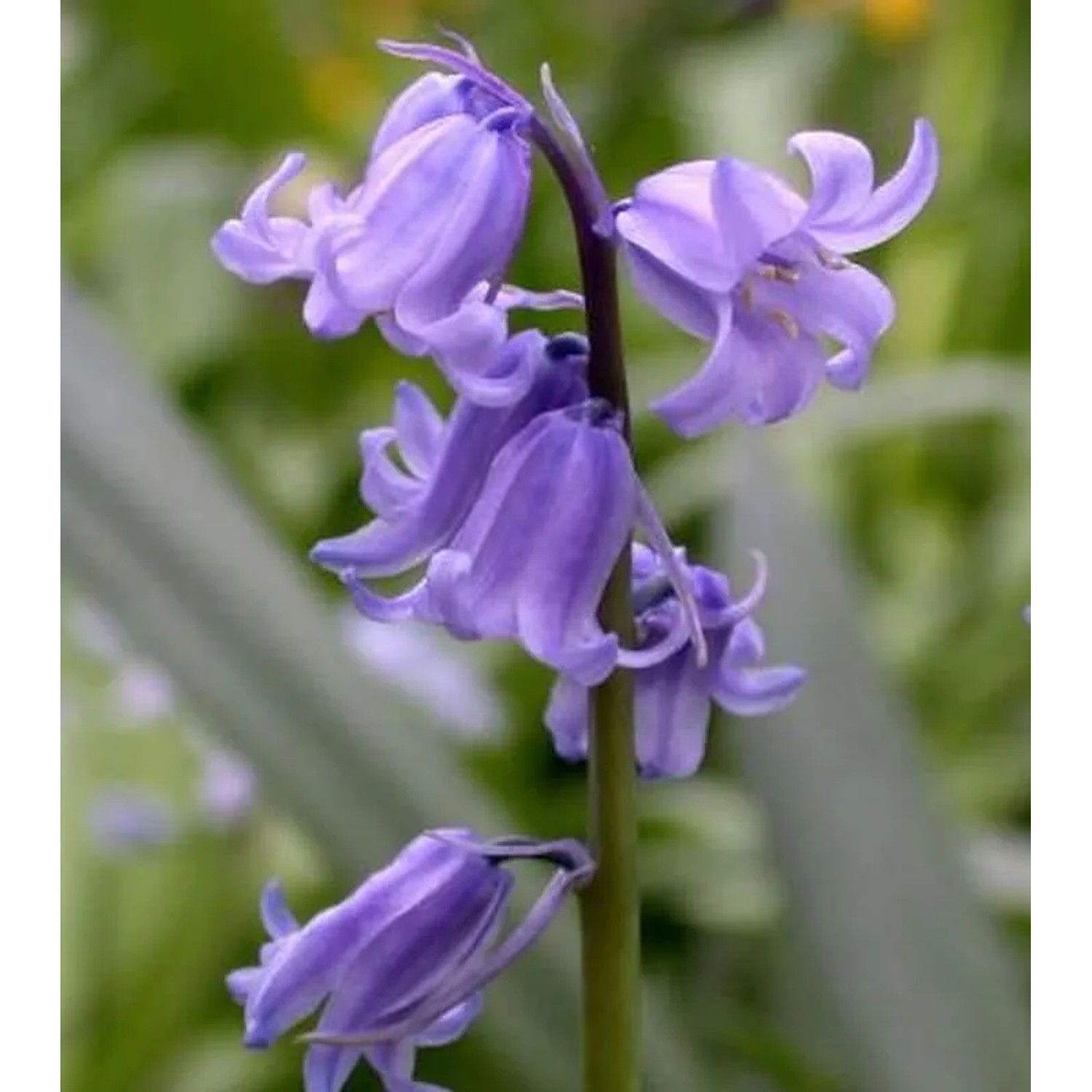 Glockenblaustern Excelsior - Hyacinthoides hispanica