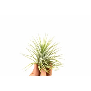Kleine, grüne Tillandsie (ca. 4 cm) in der Hand, eine dekorative Bromelie für helle Standorte.