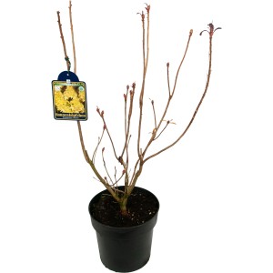 Sommergrüne Azalee 'Sonnenköpfchen' im 5 l Topf, laubabwerfend, mit Knospen.