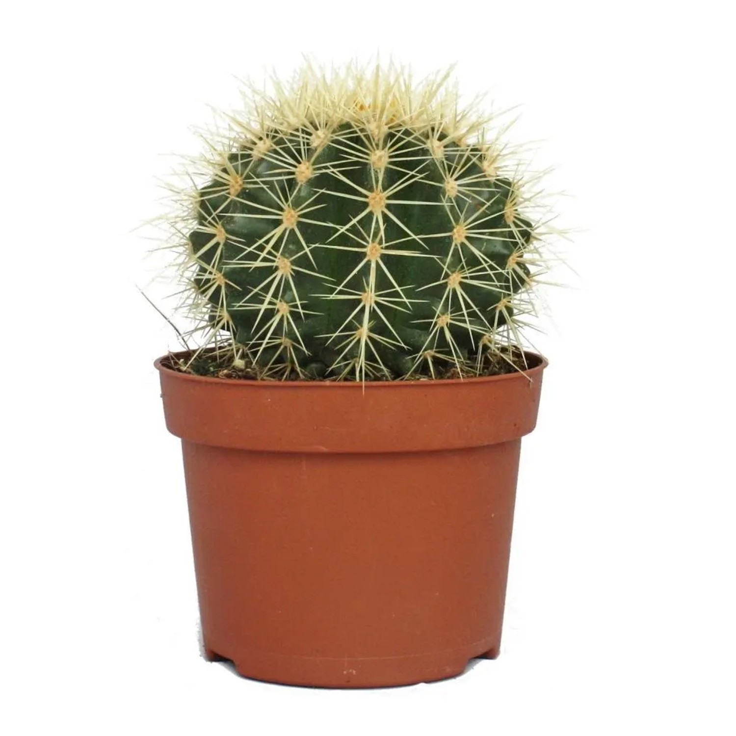 Exotenherz Grünfinger Kaktus - Cereus Floridianus Im 12cm Topf, Ca. 20-25cm Hoch