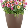 Lechuza Classico Color 43 Muskat Pflanzgefäß mit bunten Dahlien, Ø 43 cm.