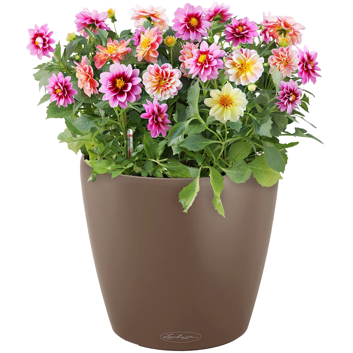 Lechuza Classico Color 43 Muskat Pflanzgefäß mit bunten Dahlien, Ø 43 cm.