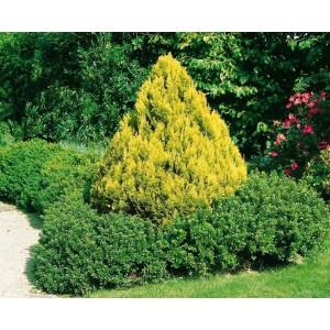 Gelbe Scheinzypresse 'Minima Aurea' im Garten, buschig und kompakt wachsend.