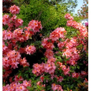 Blühende Azalee 'Stefanie' (Rhododendron luteum) mit rosa Blüten im Garten.